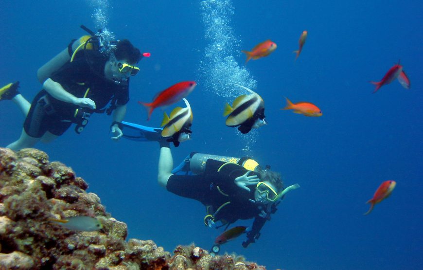 Snorkeling day trip from Marsa Alam to port Ghalib